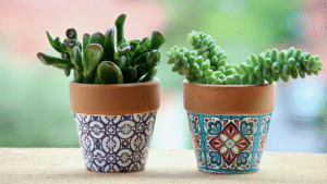 succulent potting