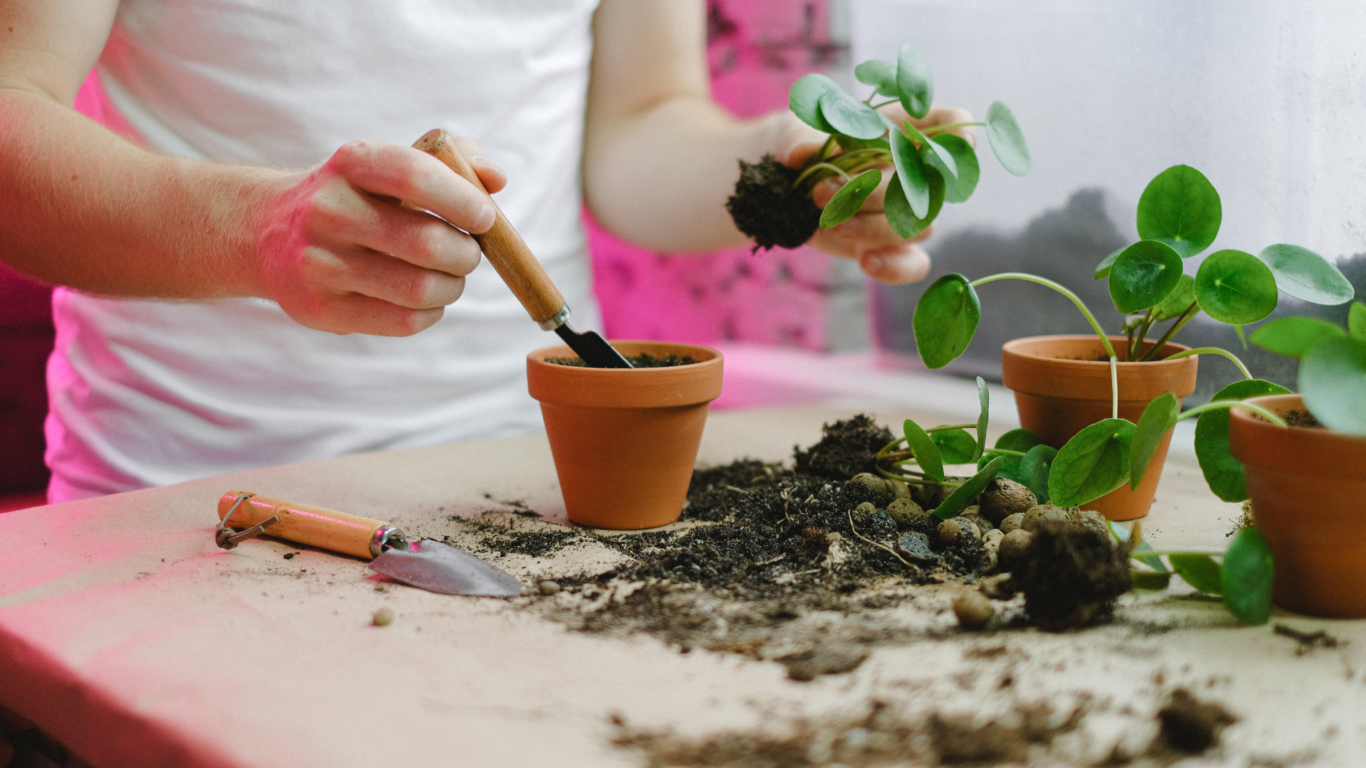 succulent potting